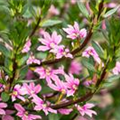 Scaevola saligna 'Pink Blessing™'