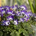 Senecio cruentus 'Senetti'