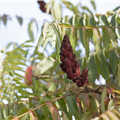 Rhus typhina 'Dissecta'