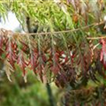 Rhus typhina 'Tiger Eyes'®