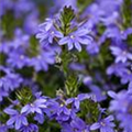 Scaevola saligna 'Saphira'(s)