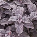 Solenostemon 'Black Prince'