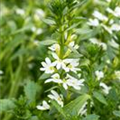 Scaevola saligna 'White Touch™'