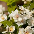 Philadelphus x virginalis