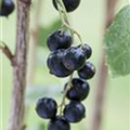 Ribes nigrum