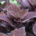 Solenostemon 'Velvet Lace'