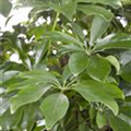 Schefflera arboricola