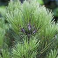 Pinus heldreichii 'Den Ouden'