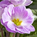 Primula vulgaris 'Milkshake'