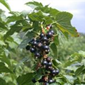 Ribes nigrum 'Ben Alder'(s)