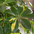 Schefflera arboricola 'Amate'