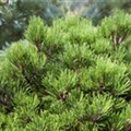 Pinus heldreichii 'Schmidtii'