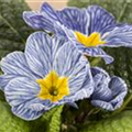 Primula vulgaris 'Nautilus® Blue Vein'