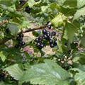 Ribes nigrum 'Dr. Bauers Ometa'(s)