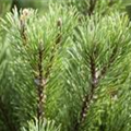 Pinus mugo 'Carsten´s Wintergold'