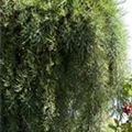 Sequoiadendron giganteum 'Pendulum'