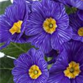 Primula vulgaris 'Zebra Blue'