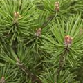 Pinus mugo 'Mops'