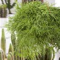 Rhipsalis pulchra