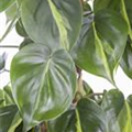 Philodendron scandens 'Brasil'