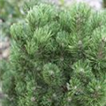 Pinus mugo 'Picobello'