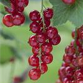 Ribes rubrum 'Rosetta'