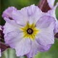 Primula x pruhoniciana 'Bergfrühling'