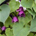 Rhodochiton atrosanguineum 'Bell Vine'