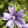 Sidalcea malviflora