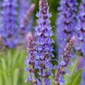 Salvia nemorosa 'Blauhügel'