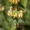 Phlomis russeliana