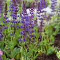 Salvia nemorosa 'Ostfriesland'