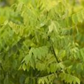 Sophora japonica 'Flaviramea'