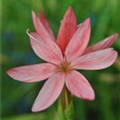 Schizostylis coccinea 'Mrs. Hegarty'