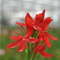 Schizostylis coccinea 'Major'