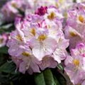 Rhododendron 'Brigitte'