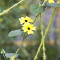 Thunbergia alata