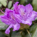 Rhododendron catawbiense