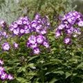 Phlox paniculata 'Wilhelm Kesselring'