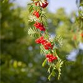 Sorbus aucuparia