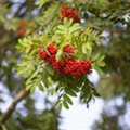 Sorbus aucuparia 'Edulis'