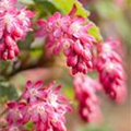 Ribes sanguineum