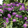 Rhododendron catawbiense 'Grandiflorum'