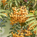 Sorbus aucuparia 'Autumn Spire'®