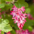 Ribes sanguineum 'King Edward VII'