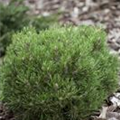 Pinus uncinata 'Heideperle'