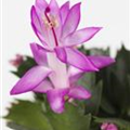 Schlumbergera bridgesii 'Thor'