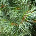 Pinus wallichiana 'Densa Hill'