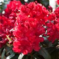 Rhododendron 'Erato'(s)