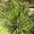 Pinus x schwerinii 'Wiethorst'